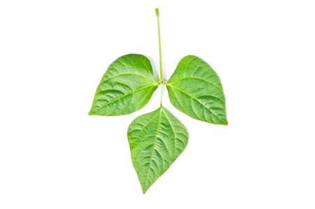 Green leaf の写真素材
