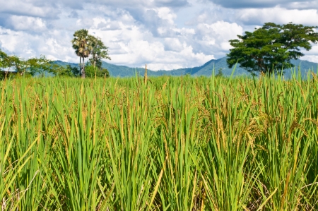 rice field の写真素材