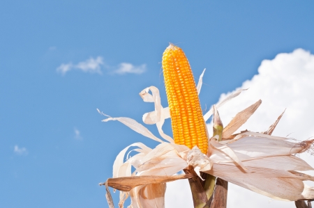 Corn field の写真素材