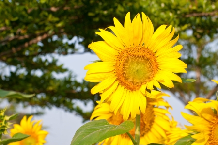 Beautiful sunflowers in the field with bright blue sky の写真素材