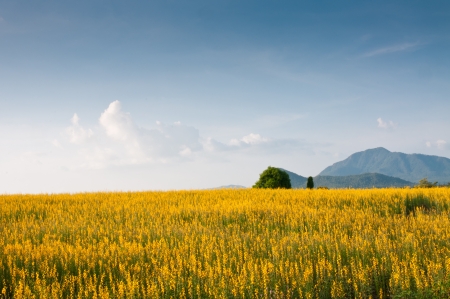 Sunn hemp field  Crotalaria juncea  in Thailand の写真素材
