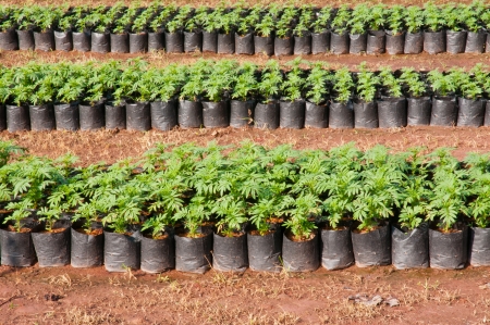 Marigold Young plant の写真素材