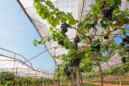 Vineyard in Thailand の写真素材