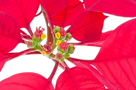 Poinsettia corner border on a white background の写真素材