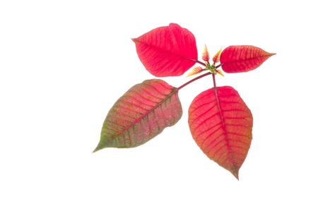 Poinsettia corner border on a white background 