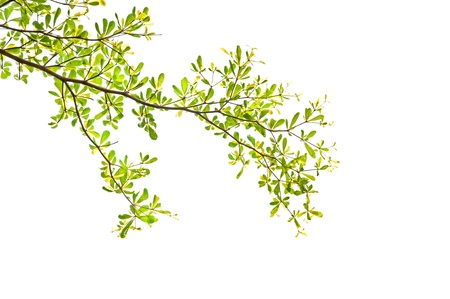 green leaves and branches on white background の写真素材