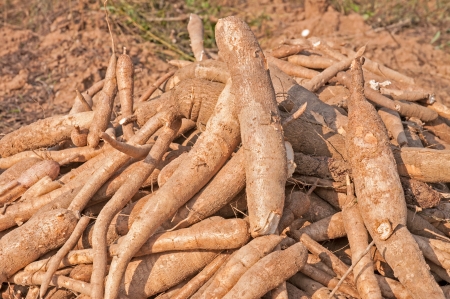 Pile of cassava bulbの写真素材