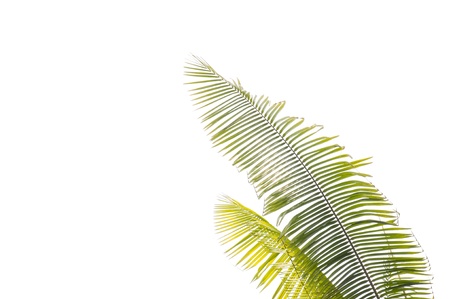Single coconut leaf isolated on white background の写真素材