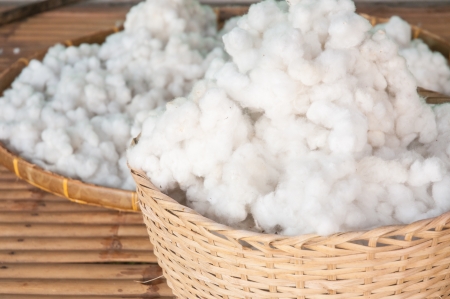  Ripe cotton bollsの写真素材