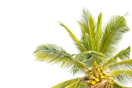 Palm coconut tree isolated on white background の写真素材