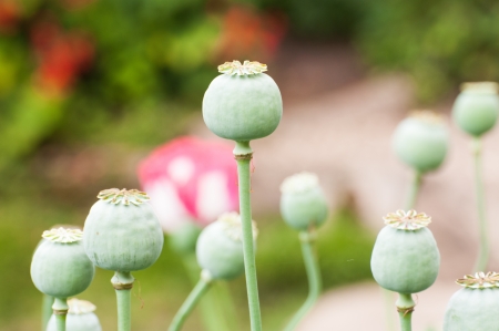 Opium poppy field の写真素材