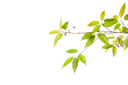  Branches of Prunus cerasoides on a white backgroundの写真素材