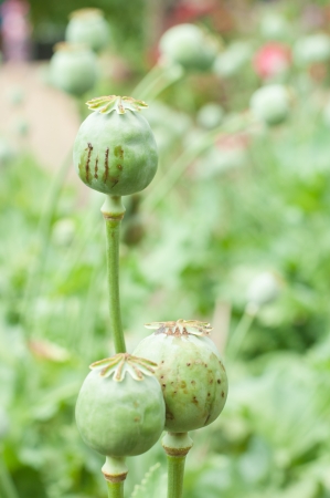 Opium poppyの写真素材