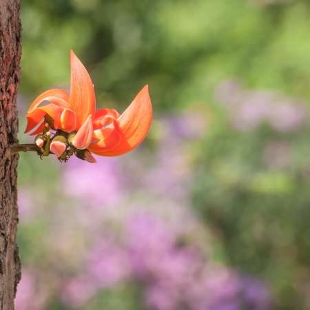 Flame of the forest,Butea monosperma O Ktze, Leguminosae-Papilio noideae の写真素材