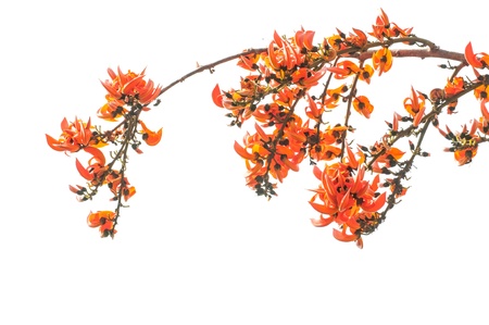 Flame of the forest,Butea monosperma O Ktze, Leguminosae-Papilio noideae on white background の写真素材