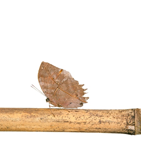 Orange oakleaf butterfly isolated on the white background の写真素材
