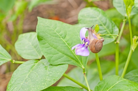 Snail の写真素材