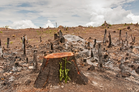 Slash and burn cultivation, rainforest cut and burned to plant crops, Thailand の写真素材