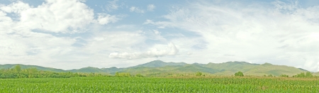 Panorama of the corn field, Thailand の写真素材