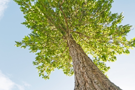 Tree in blue sky taken from low angleの写真素材