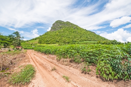 Mountains in Thailand, Countryside road with trees on both sides の写真素材