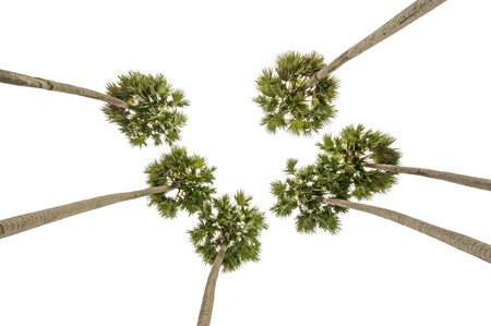 Palm tree isolated on white backgroundの写真素材