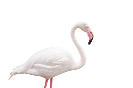 Portrait Of A Flamingo On White Background