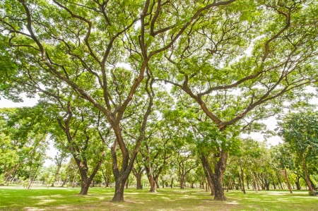 Green lawn in city park under sunny lightの写真素材
