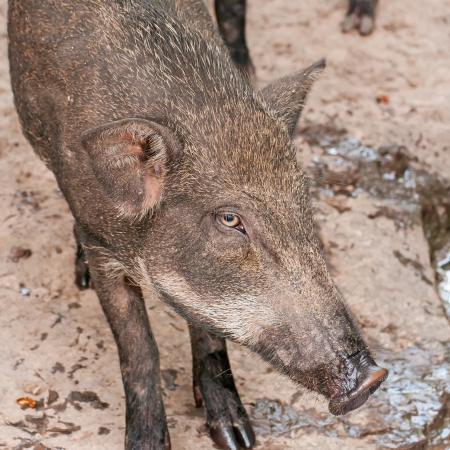 Wild pig