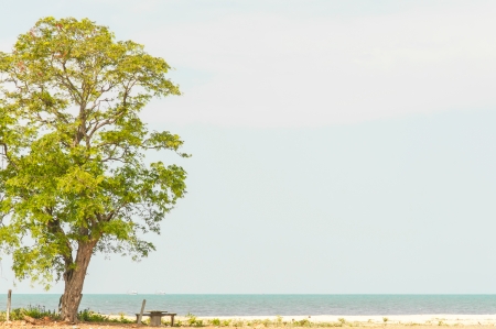 Tree and sea, Nature background の写真素材