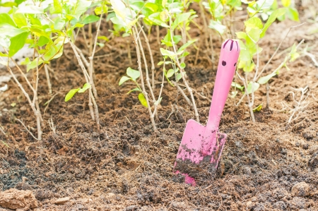 Close up of organic soil surface background and pink gardening toolの写真素材