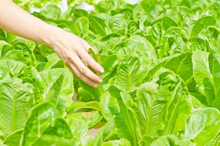 Hydroponic vegetable and hand in a garden の写真素材