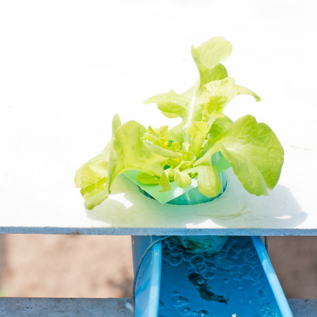 Hydroponic vegetable in a garden.の写真素材