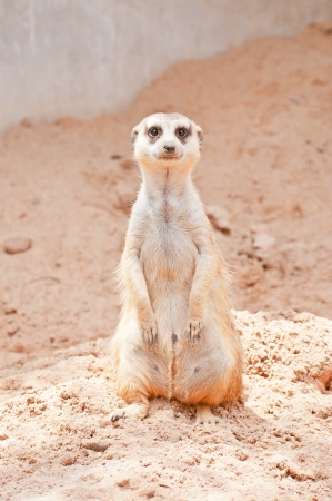 Meerkatの写真素材