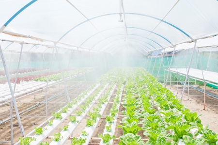 Hydroponic vegetable in a garden.の写真素材