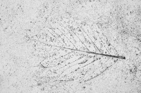 black and white, marks of leaf on the concreteの写真素材