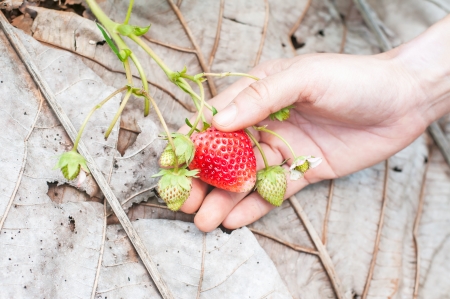 Red fresh strawberries in the woman handの写真素材