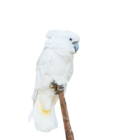 parrot on white backgroundの写真素材