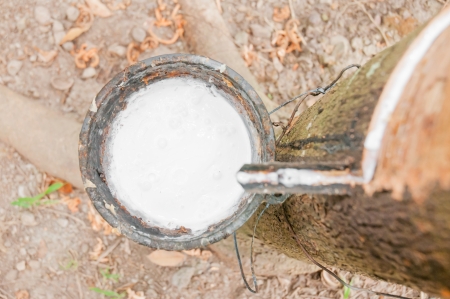 rubber treeの写真素材