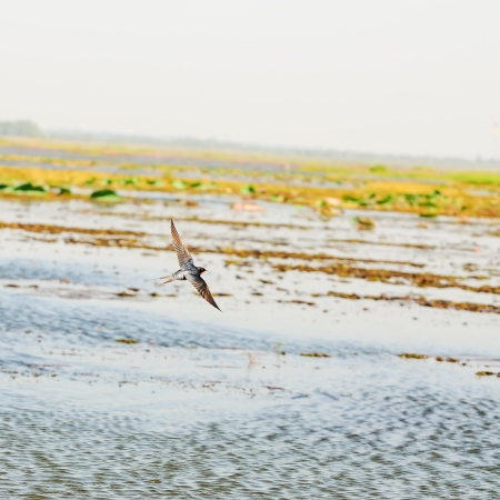 barn swallow in flightの写真素材