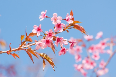 Spring Cherry blossomsの写真素材