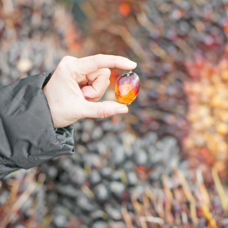 Oil palm fruit on handの写真素材
