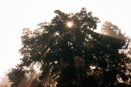 Beams of morning sun filtering through the tree and fog.の写真素材