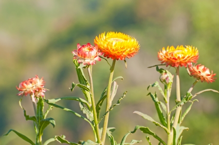 Dry straw flower or everlasting ,Helichrysum bracteatumの写真素材