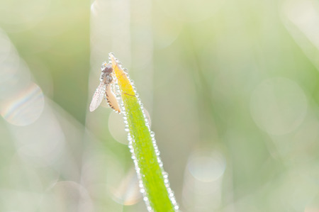 Insect on green leaf with bokeh summer backgroundの写真素材