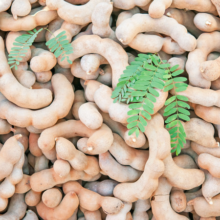 Tamarind fruit in Thailand.の写真素材