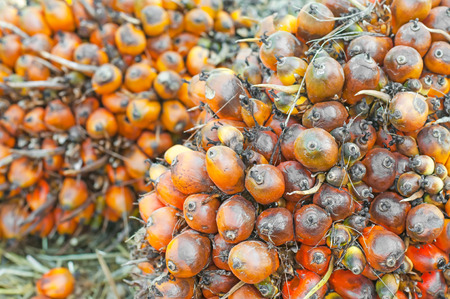 Oil Palm Fruitsの写真素材