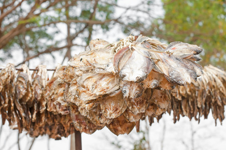 traditional fish drying outdoors in countryside, Thailand.