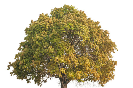 Tree isolated on whiteの写真素材