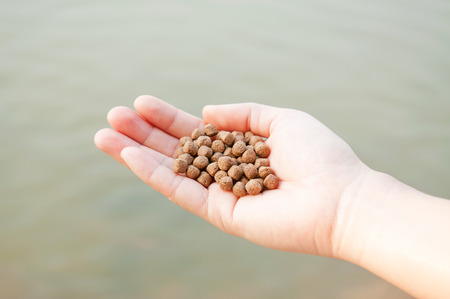 Fish food on handの写真素材